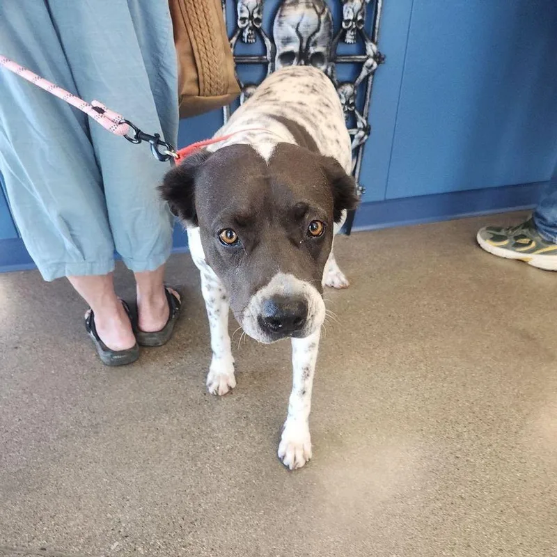 A senior medium-sized female White / Cream Pit Bull Terrier dog named Cookie for adoption in Kingman, AZ