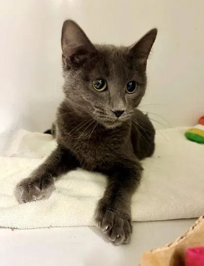 An adult medium-sized female Domestic Short Hair cat named Nimsy for adoption in Fairfax, VA