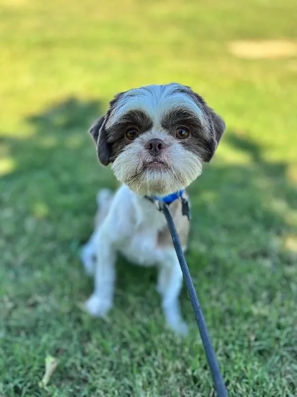 An adult small-sized female White / Cream Shih Tzu dog named Remi for adoption in Aiken, SC