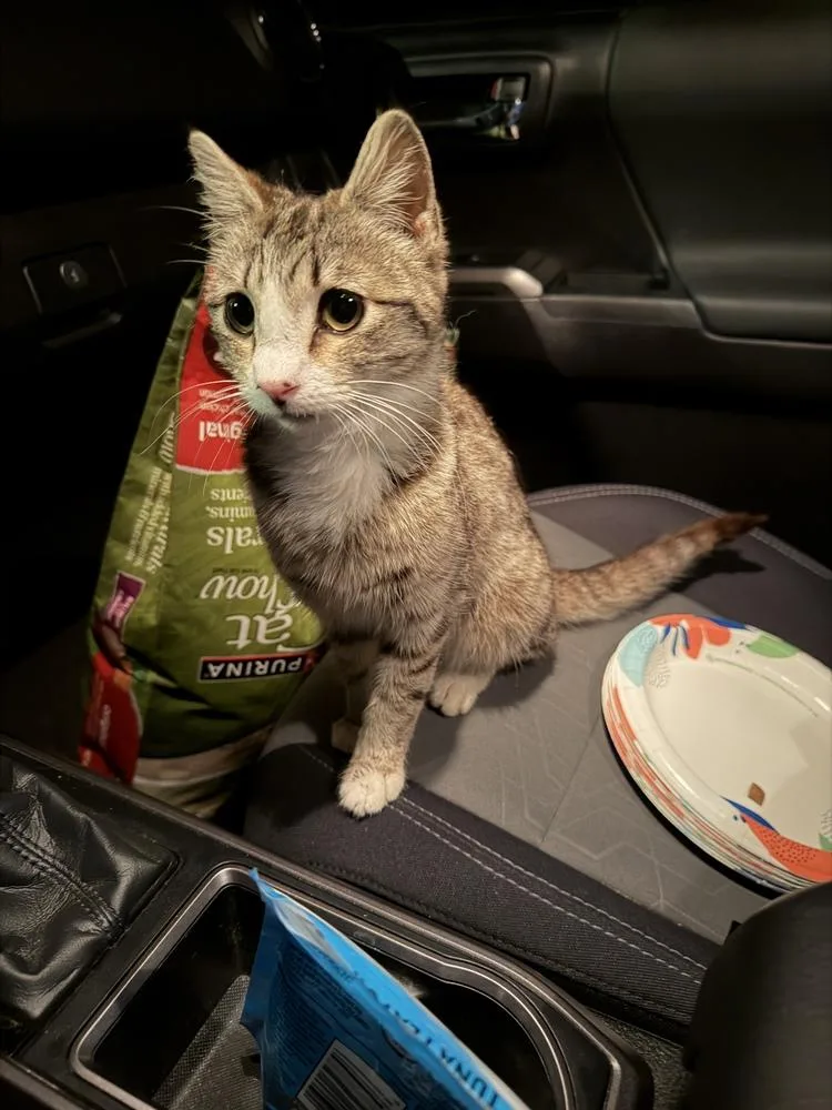 A young medium-sized female Tabby cat named Navi for adoption in Fremont, CA
