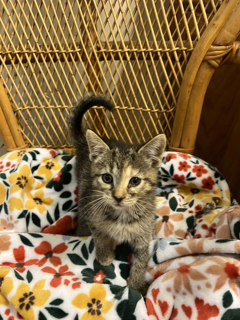 A baby medium-sized female Torbie cat named Punky for adoption in Findlay, OH
