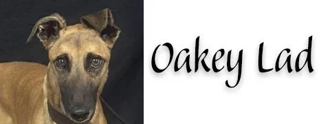 A young large-sized male Greyhound dog named Oakey Lad for adoption in Douglasville, GA