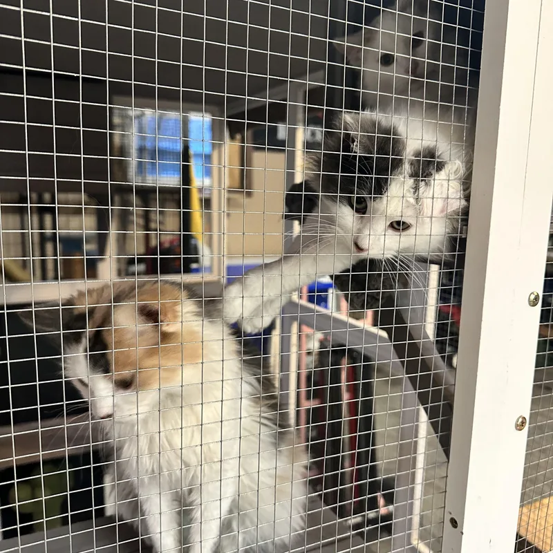 Noel & Nicholas thumbnail 2