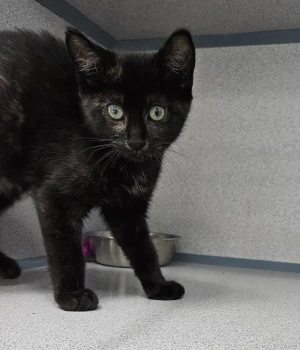 A baby small-sized female Domestic Short Hair cat named Sally Owens for adoption in Skillman, NJ