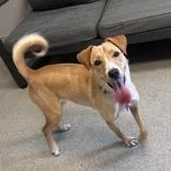 An adult medium-sized female Yellow / Tan / Blond / Fawn Mixed Breed dog named Nyla for adoption in Lansing, MI