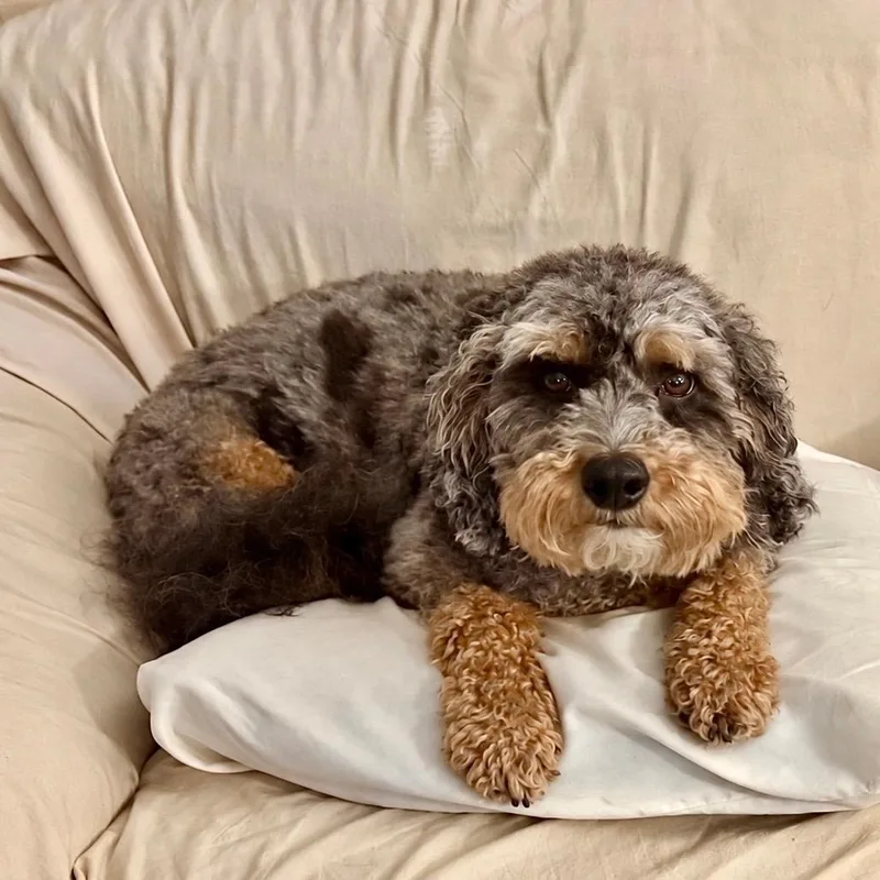 A young small-sized male Gray / Blue / Silver Schnoodle dog named Luca for adoption in Unionville, CT