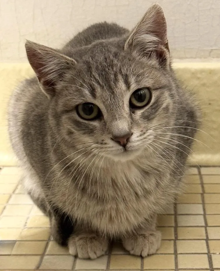 Jellybean thumbnail 2