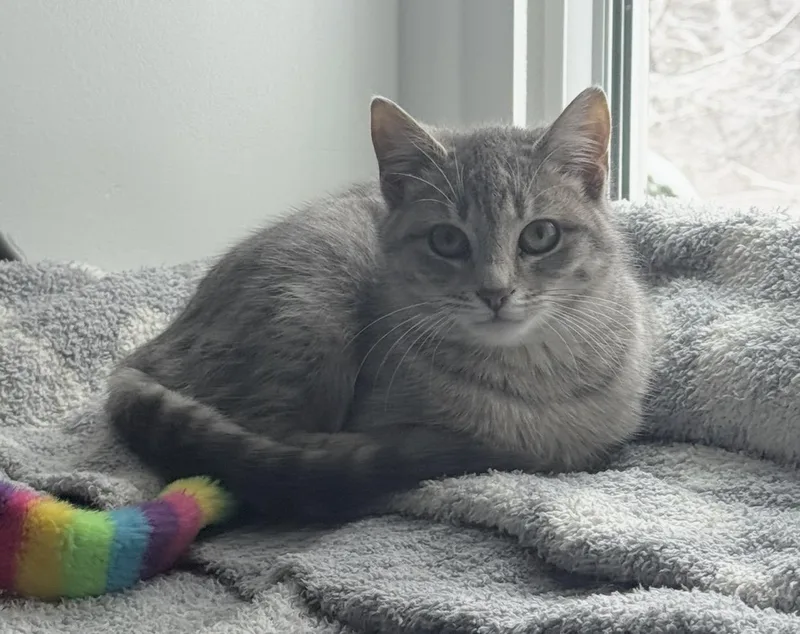 Jellybean thumbnail 3