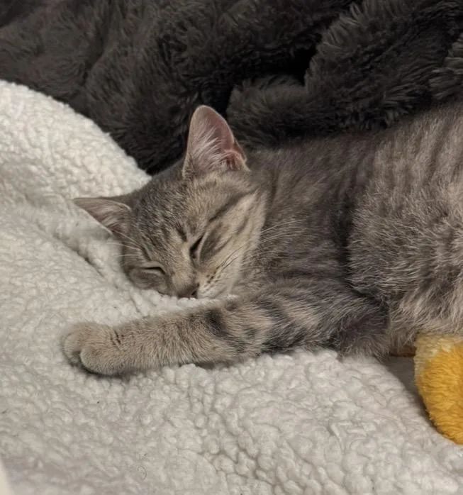 Jellybean thumbnail 4