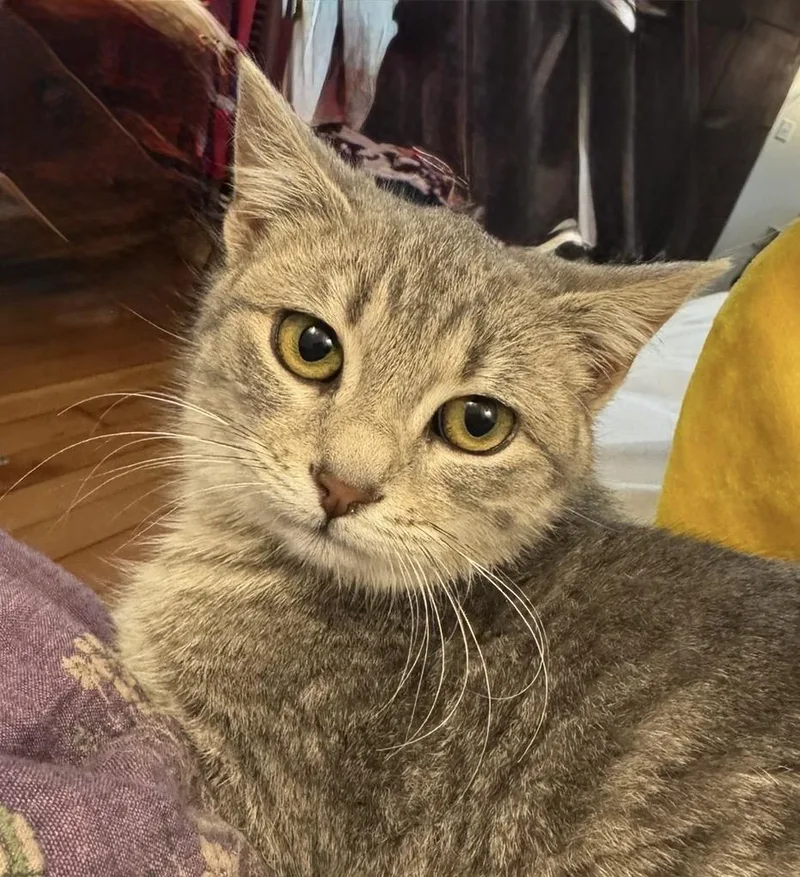 Jellybean thumbnail 5