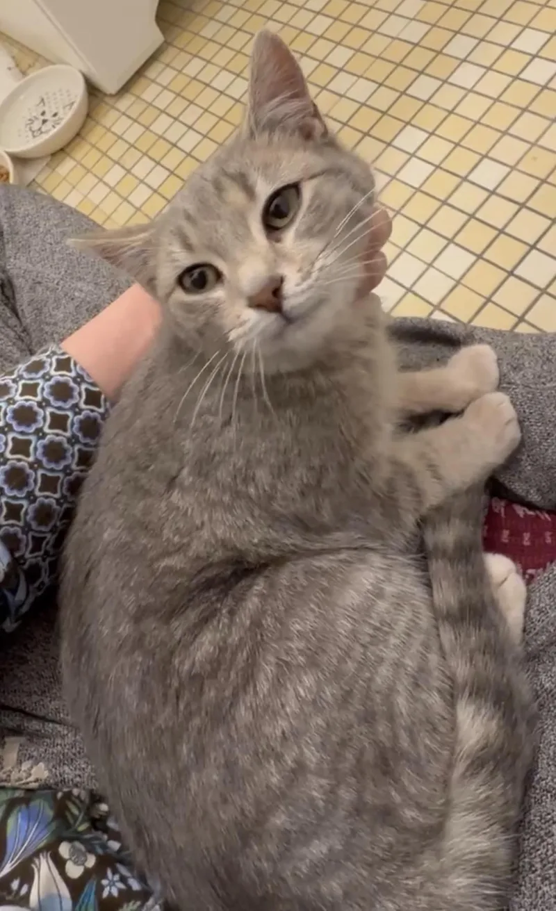 Jellybean thumbnail 6