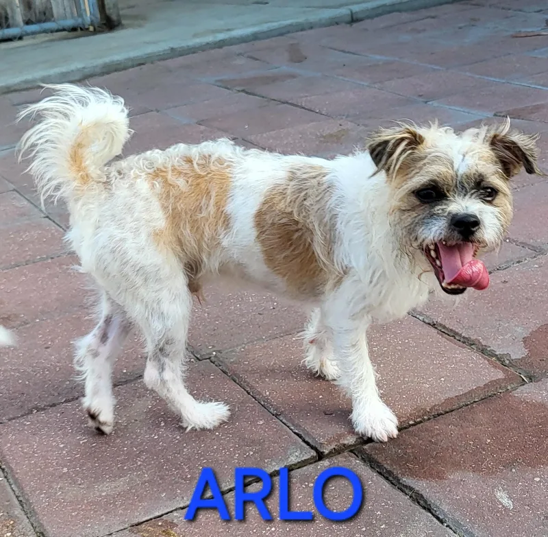 Arlo