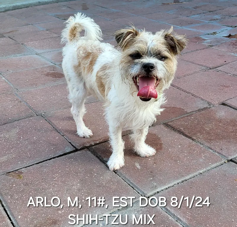 Arlo thumbnail 5