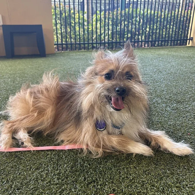 An adult small-sized male Apricot / Beige Pomeranian dog named Rocky for adoption in West Palm Beach, FL