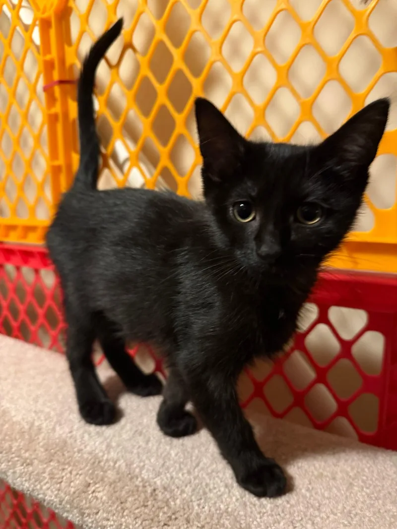 A baby medium-sized female Black Domestic Short Hair cat named Luna for adoption in Mokena, IL