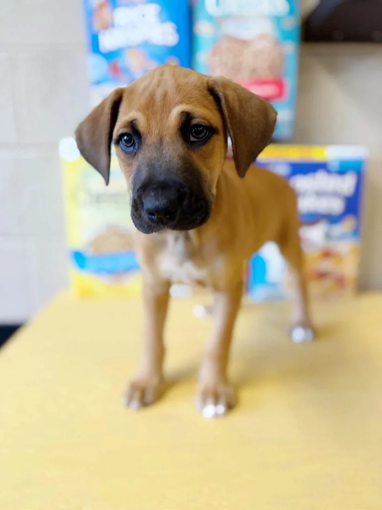 A baby large-sized male Mixed Breed dog named Honey Nut Cheerios for adoption in Effingham, IL