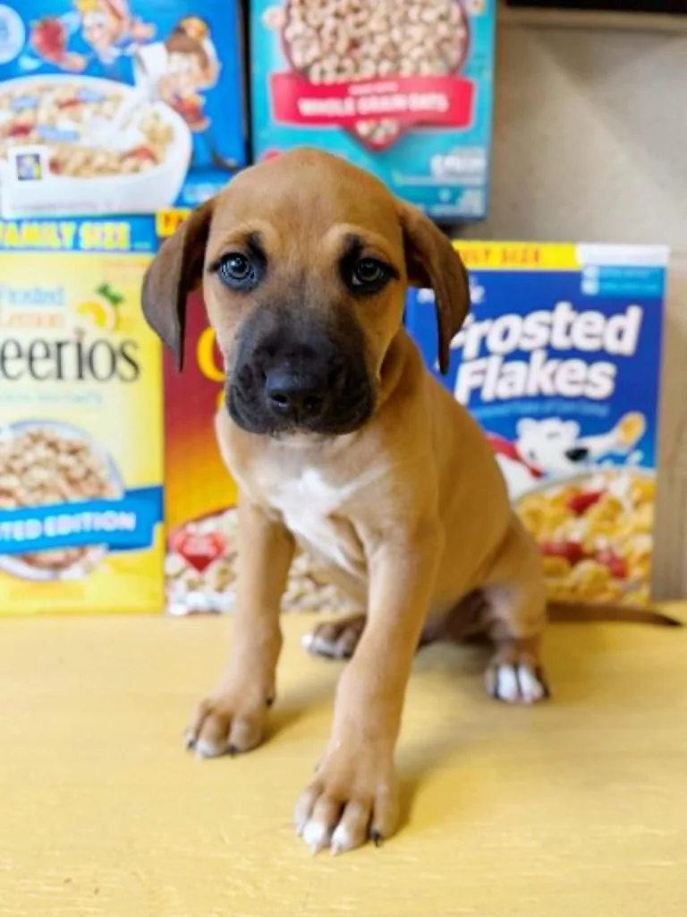 Honey Nut Cheerios thumbnail 2