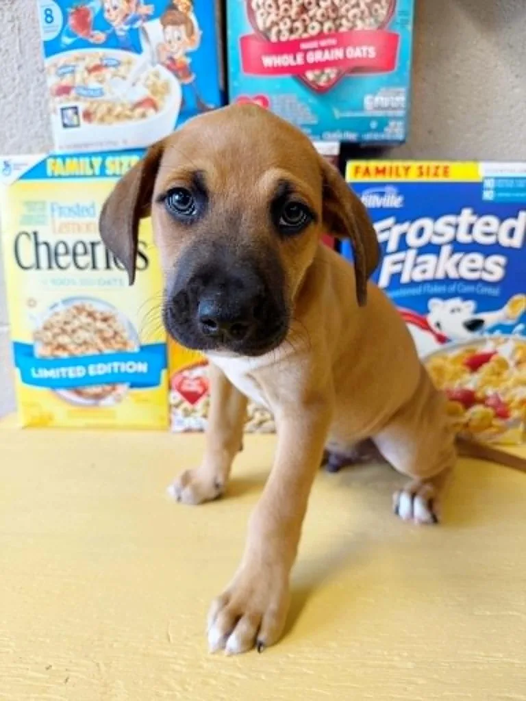 Honey Nut Cheerios thumbnail 4