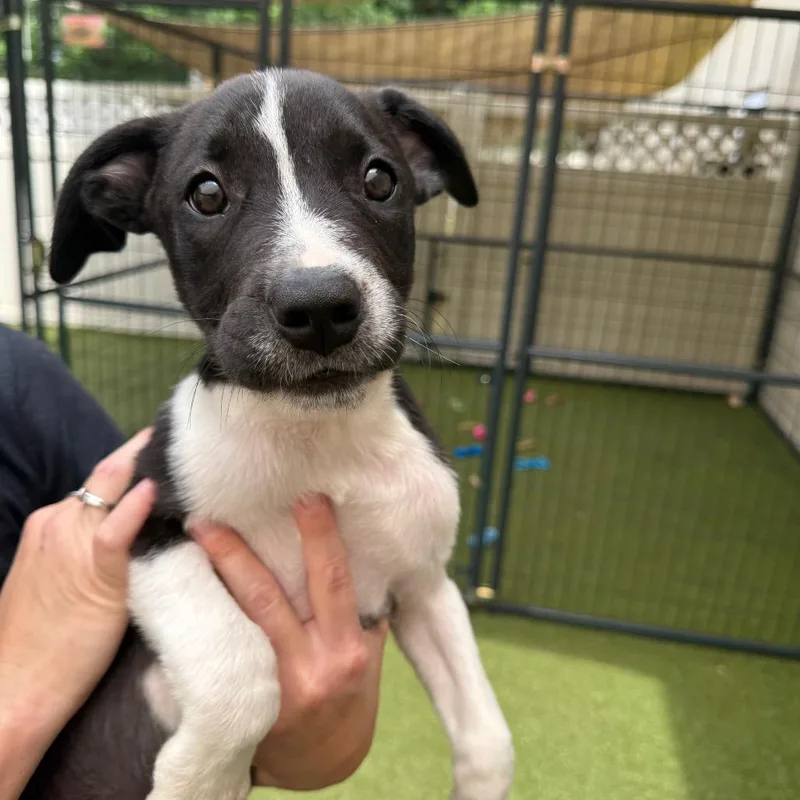 A baby small-sized male Black Mixed Breed dog named Carl for adoption in Titusville, FL