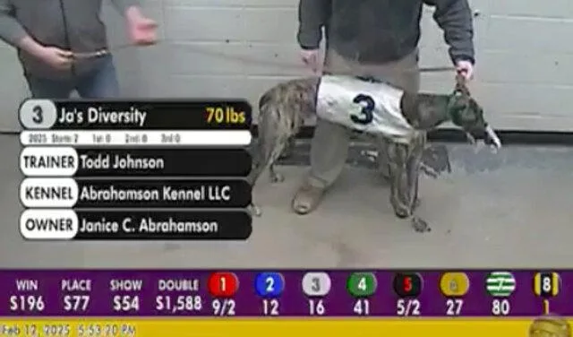 An adult large-sized male Greyhound dog named Ja's Diversity for adoption in Tarpon Springs, FL