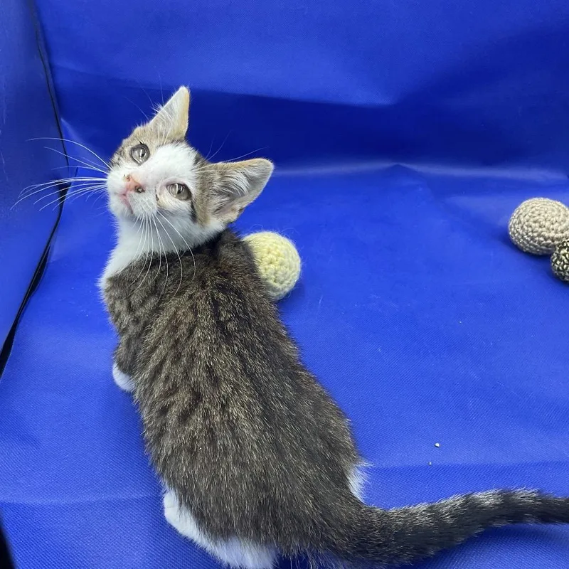 A baby small-sized male Gray / Blue / Silver Domestic Short Hair cat named Dale for adoption in Gonzales, LA