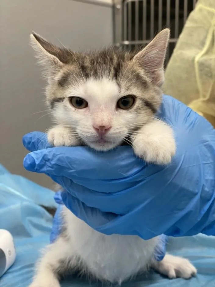 A baby small-sized female Domestic Short Hair cat named Ruby for adoption in Las Vegas, NV