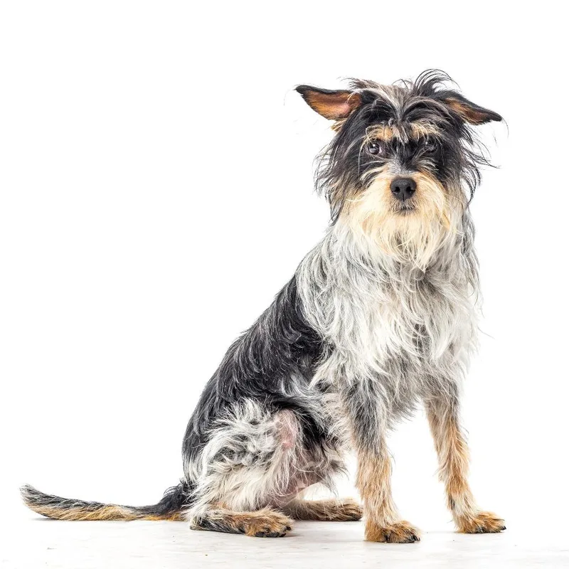 A young small-sized male Black Terrier dog named Zeke for adoption in Reno, NV