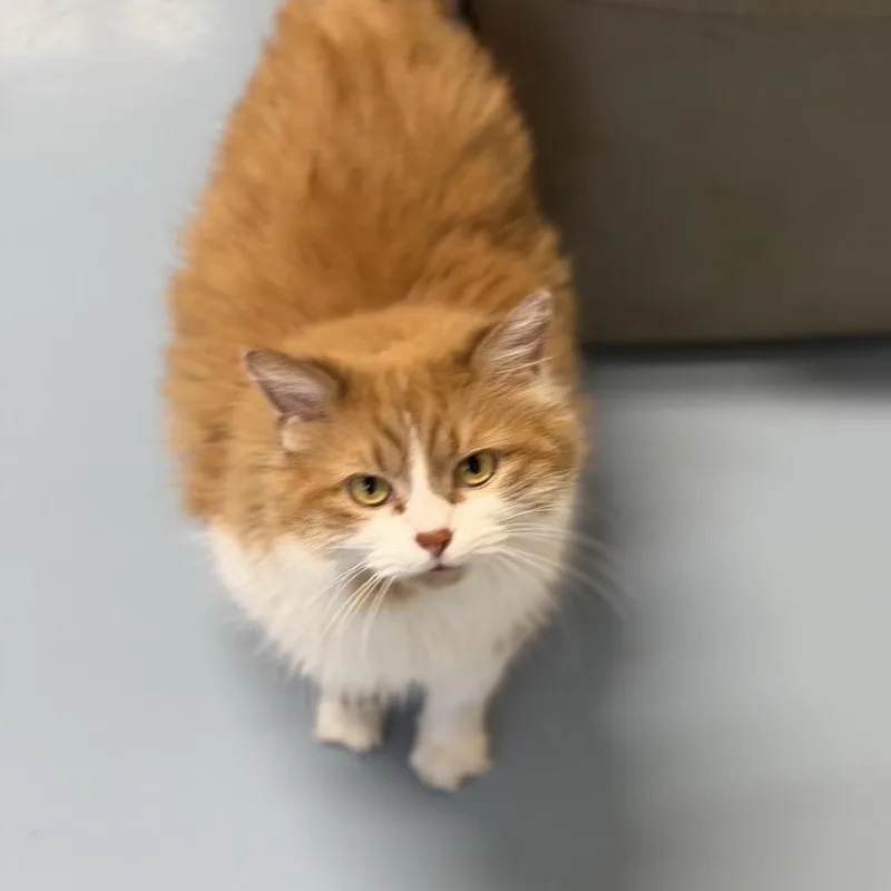 A senior small-sized male Orange / Red Domestic Long Hair cat named Pinocchio for adoption in Brownsboro, AL