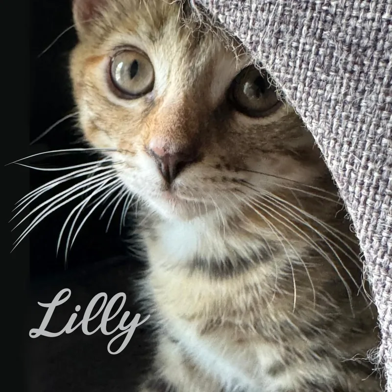 A baby small-sized female Brown / Chocolate Domestic Short Hair cat named Lilly for adoption in Hemet, CA