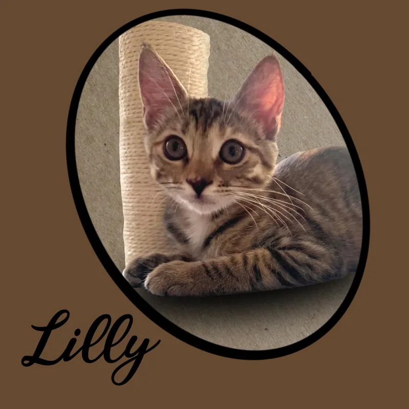 Lilly thumbnail 2