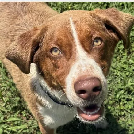 Oscar