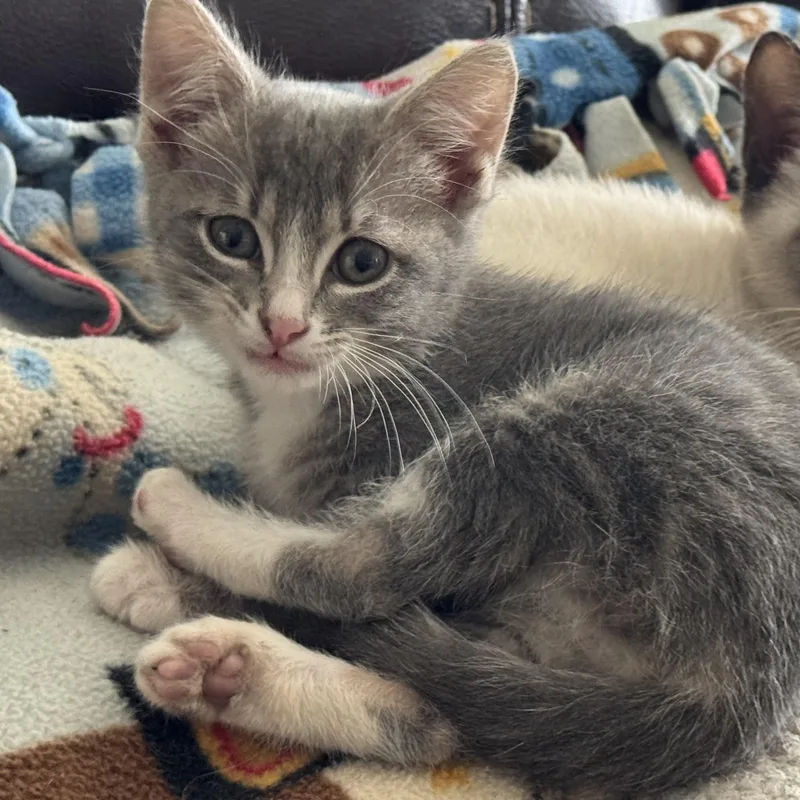 A baby medium-sized female Tabby (Gray / Blue / Silver) Domestic Short Hair cat named Tor for adoption in Norco, CA