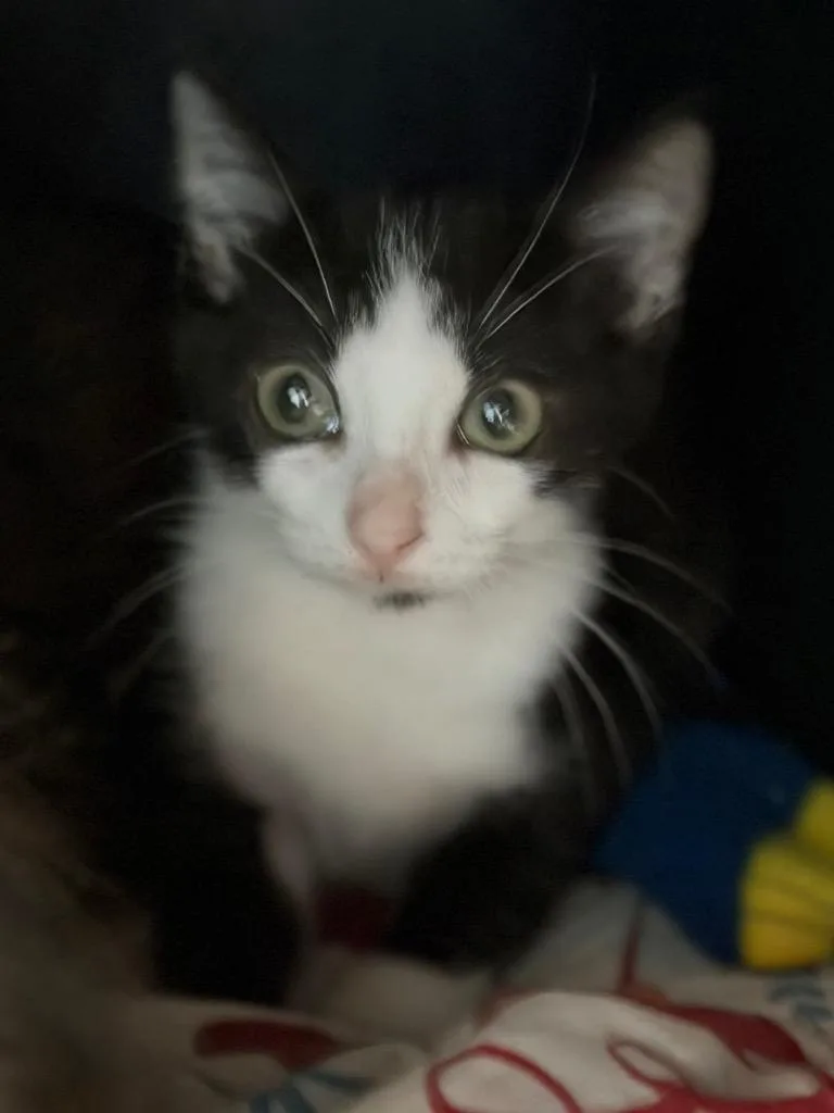 A baby small-sized male Domestic Short Hair cat named Gatsby for adoption in Sherwood, AR