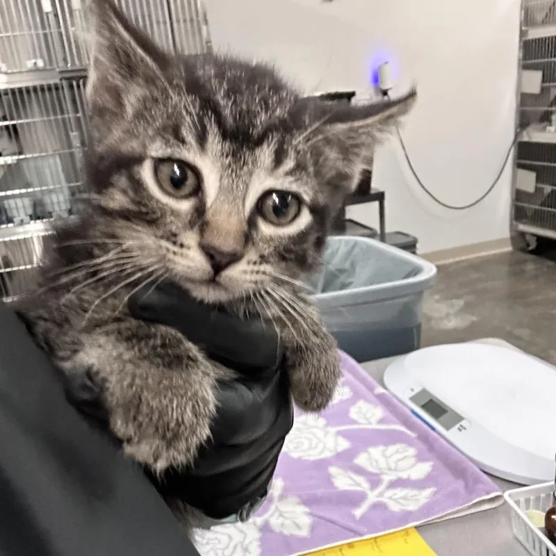 A baby small-sized male Brown / Chocolate Domestic Short Hair cat named Hex for adoption in Manhattan, KS