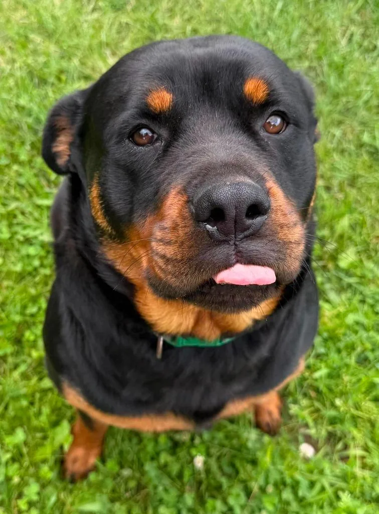 A young large-sized female Rottweiler dog named Roxy for adoption in Lagrange, IN