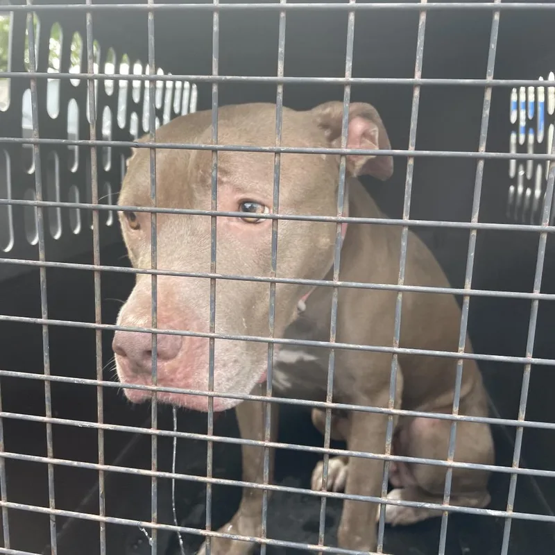 An adult small-sized female Brown / Chocolate Pit Bull Terrier dog named Emma Kate for adoption in Lake Jackson, TX