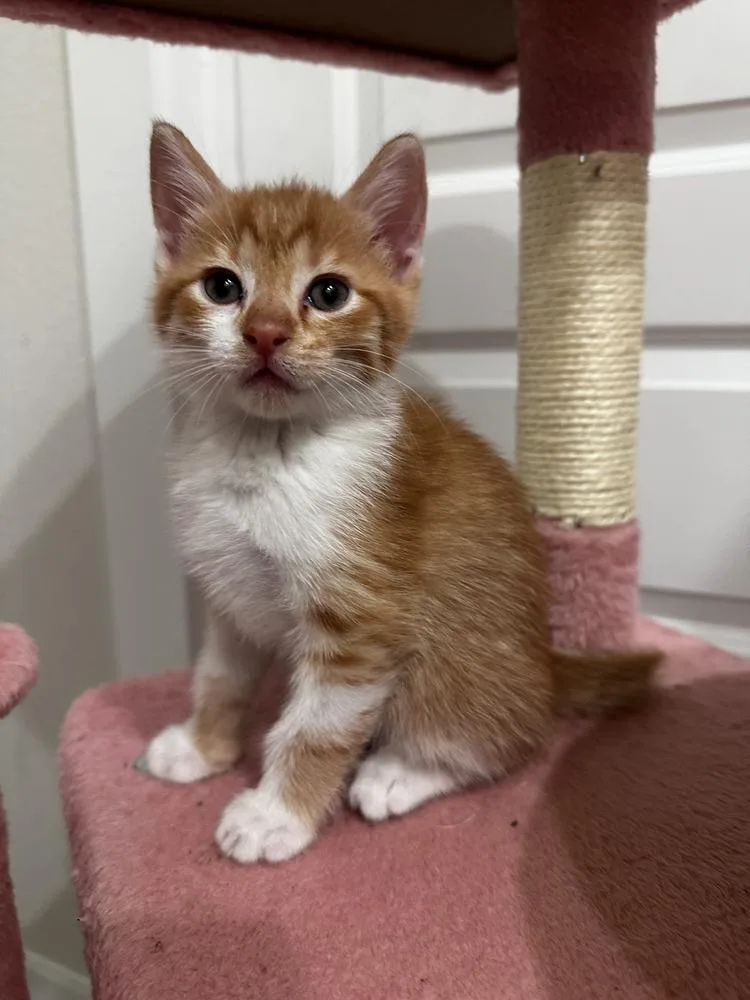 A baby small-sized male Domestic Short Hair cat named Harvey for adoption in Brewster , NY