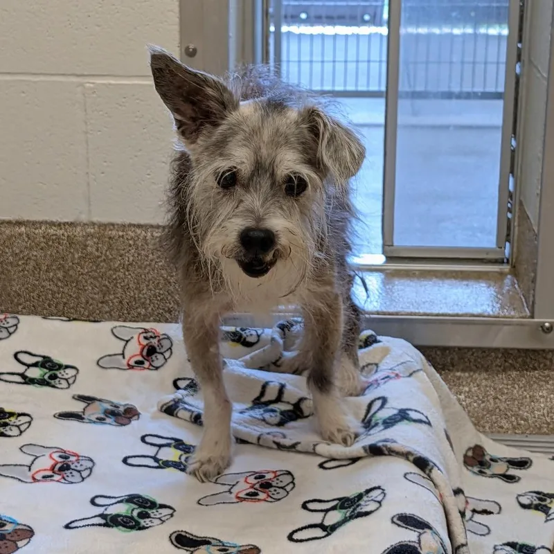 A senior small-sized male White / Cream Mixed Breed dog named Carl for adoption in League City, TX
