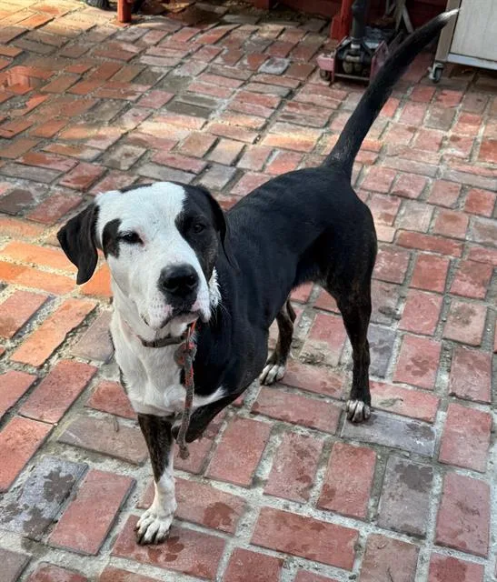 An adult large-sized male Pit Bull Terrier dog named Pinto for adoption in Camarillo, CA