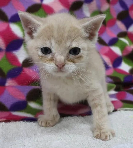 A young medium-sized male Domestic Short Hair cat named Lyle for adoption in Thief River Falls, MN