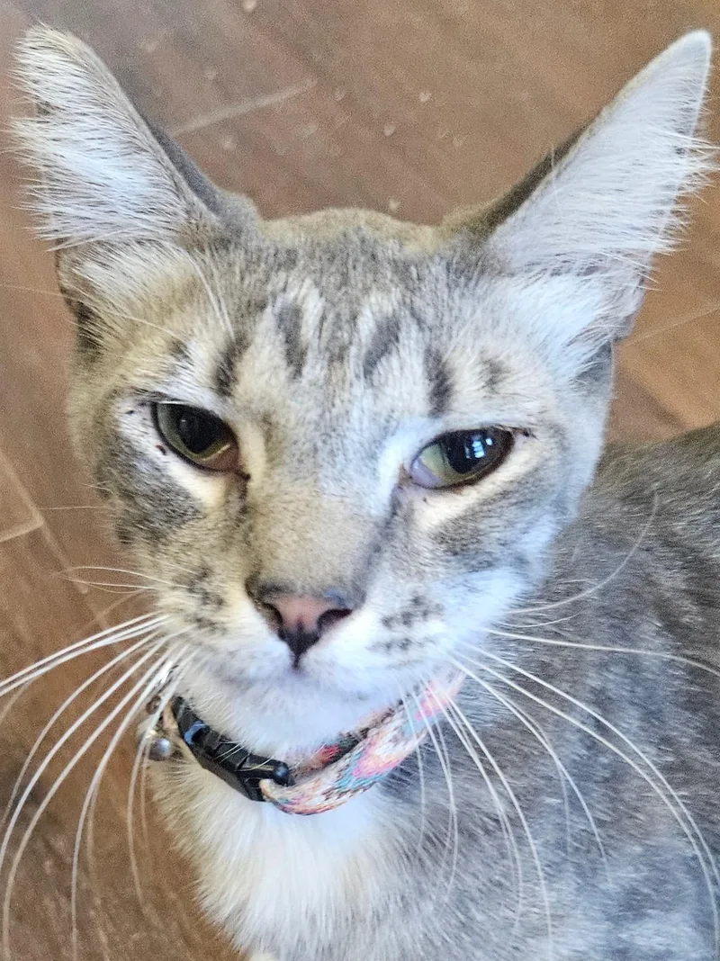 A young medium-sized male Tabby (Gray / Blue / Silver) Domestic Short Hair cat named Theodore for adoption in Orange, CA