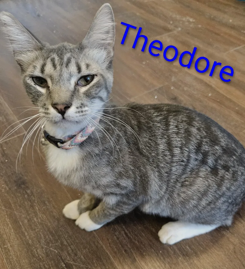 Theodore thumbnail 4