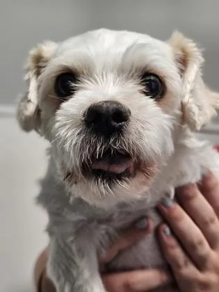 A senior small-sized male Shih Tzu dog named Mortimer for adoption in West Chester, PA
