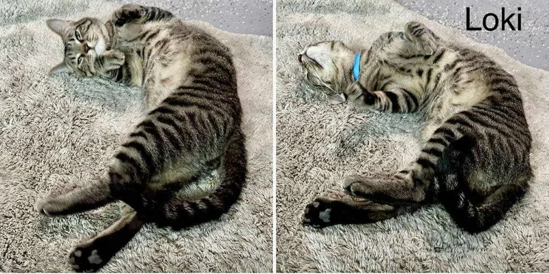 An adult medium-sized male Tabby cat named Loki for adoption in Saint George, UT