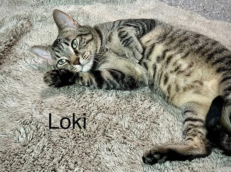 Loki thumbnail 2