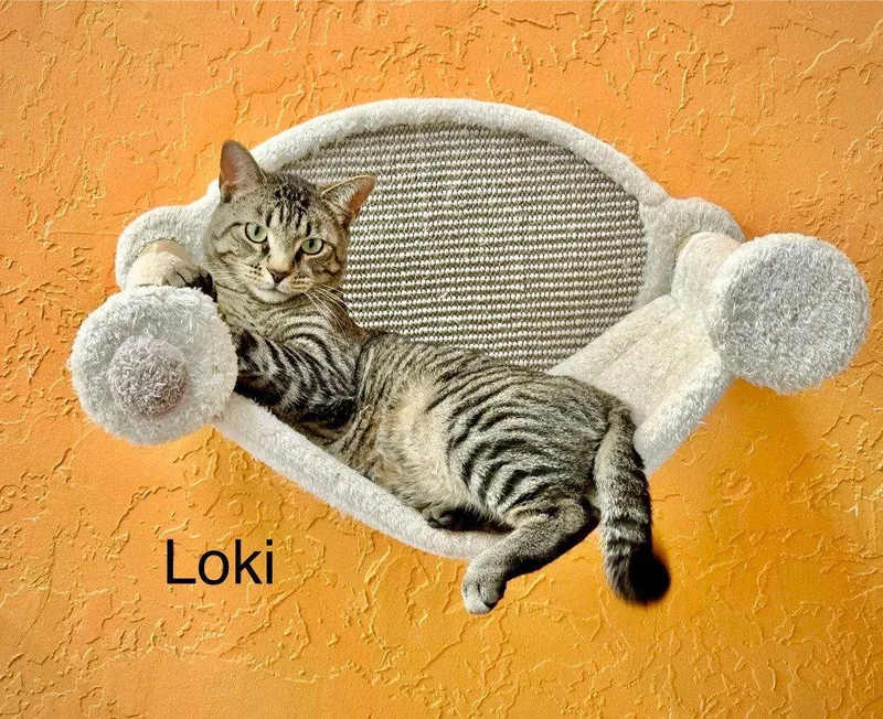 Loki thumbnail 3