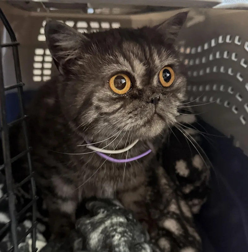 Mimi