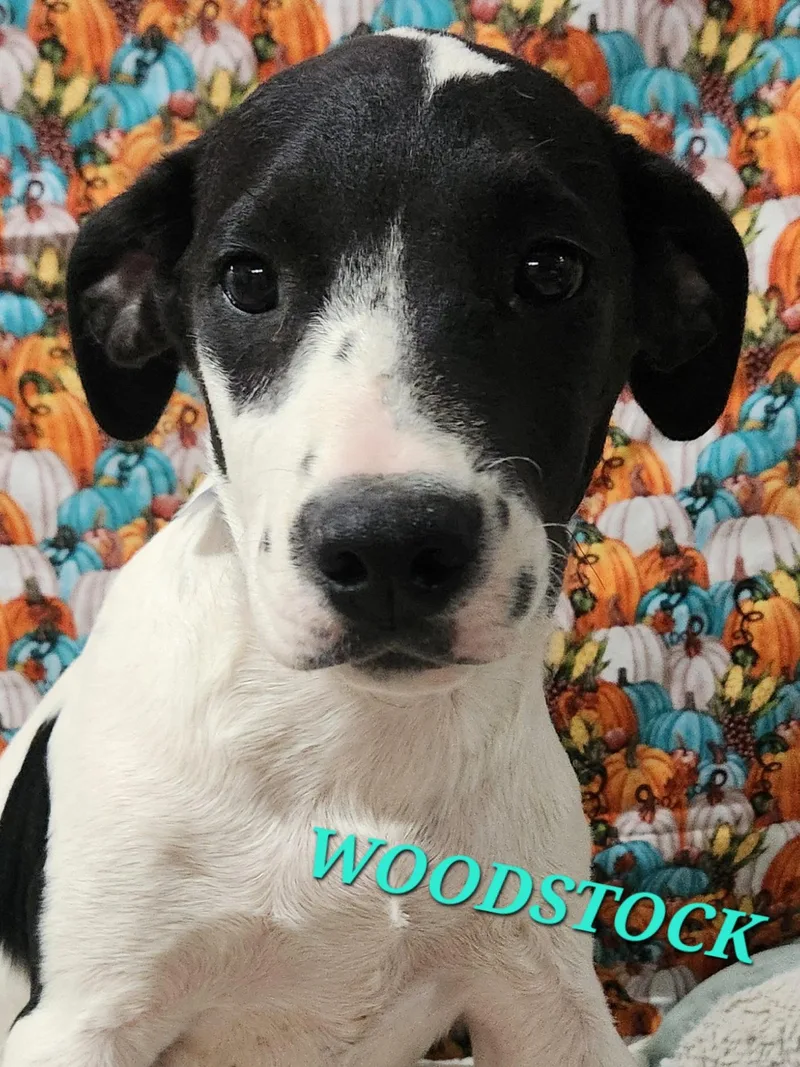 A baby medium-sized male White / Cream Hound dog named Woodstock Peanuts for adoption in Andover, MA