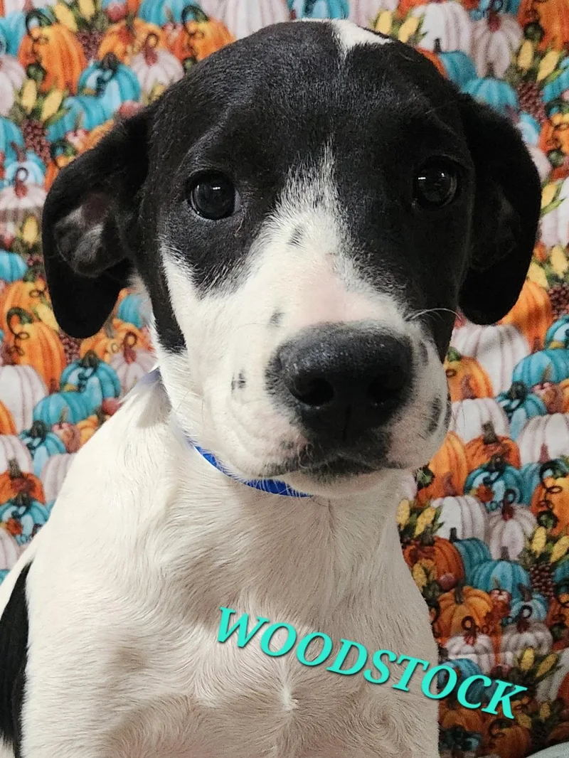 Woodstock Peanuts thumbnail 3