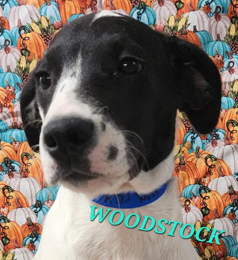 Woodstock Peanuts thumbnail 5